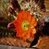 Echinocereus polyacanthus subsp. acifer